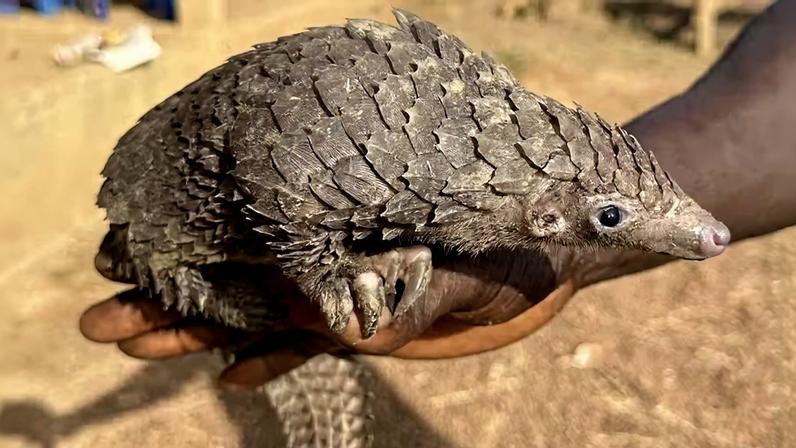 Pangolim-de-barriga-branca exibido por um vendedor às margens de uma estrada no Condado de Nimba, na Libéria.