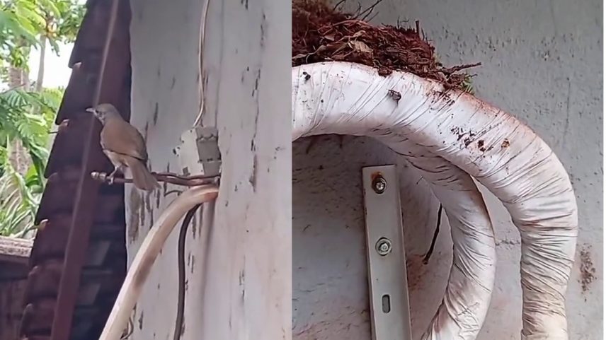 O hábito de aves construírem abrigos em estruturas urbanas desafia moradores e técnicos de manutenção; entenda os motivos que levam os animais a escolherem os aparelhos de climatização residenciais durante o período de reprodução de espécies — Foto: Reprodução / Instagram / @edu_barbosa_oficial