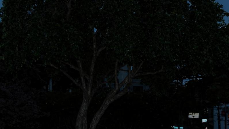 Pertencente à família 'Myrtaceae', como a goiaba, a pitanga, a jabuticaba e a guabiroba, o cambucizeiro é uma árvore da Mata Atlântica comum na Serra do Mar paulista, ocorrendo também em florestas de Minas Gerais e do Rio de Janeiro