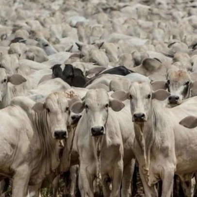 União Europeia proíbe importação de carne brasileira por uso de antibióticos