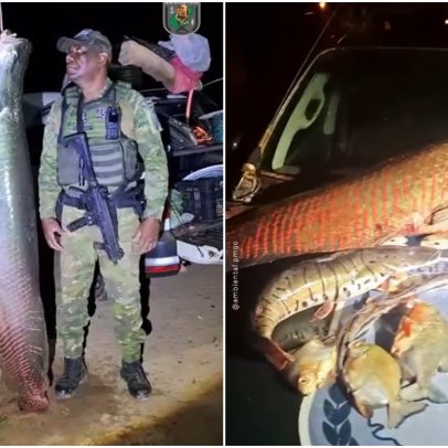 Polícia apreende pirarucu de 100 kg em rancho no interior de Goiás