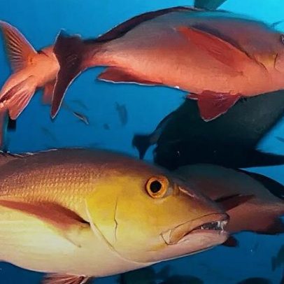 Atualização da lista de peixes e invertebrados ameaçados de extinção