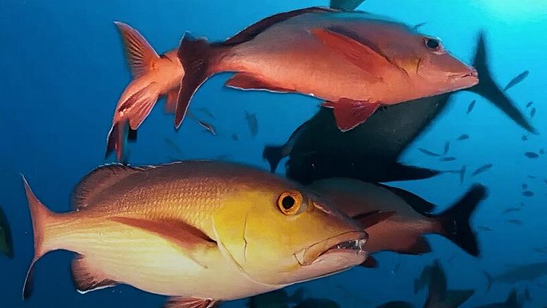 A nova lista, atualizada em 28 de abril de 2026, substitui a versão de 2014. Foi revisada a partir de critérios da União Internacional para a Conservação da Natureza (Iucn, na sigla em inglês), adotados para a avaliação do tamanho das populações, distribuição geográfica, condições de conservação dos habitats e pressões como captura e poluição.