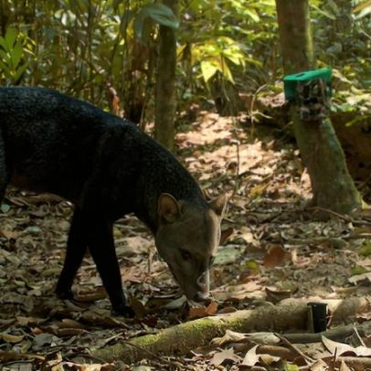 Estudo usa 4.000 fotos para identificar o cão amazônico mais raro da Bolívia