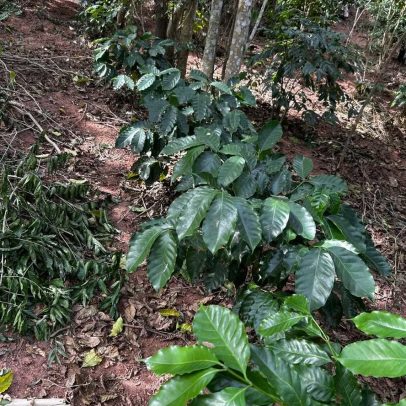 Café surge como alternativa para reduzir o desmatamento no RJ