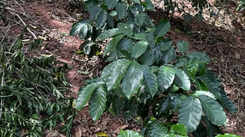 Pés de café plantados na Reserva Comuna da Serra — Foto: Arquivo pessoal