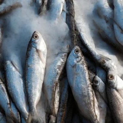 UE avalia no Brasil a reabertura do mercado de pescado brasileiro
