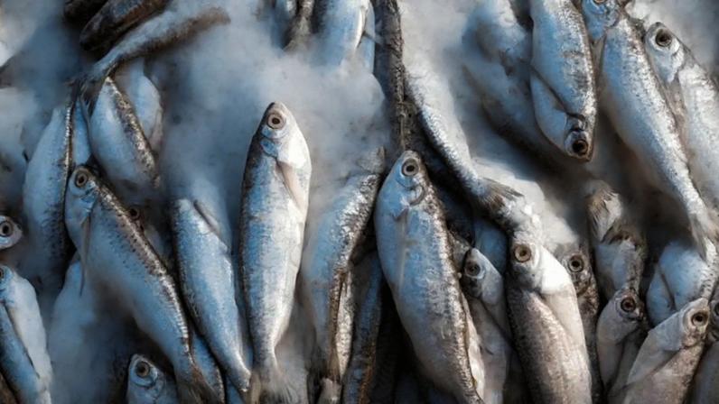 Setor do pescado brasileiro aguarda com otimismo a auditoria da União Euopeia em embarcações e unidades industriais