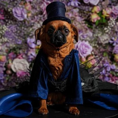 Estilista veste cachorrinhos com looks de celebridades no Pet Gala