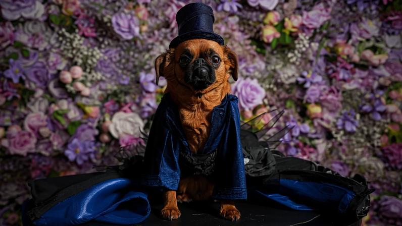 Estilista veste cachorrinhos com looks de celebridades no Pet Gala