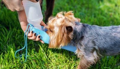 Baixo consumo de água pode comprometer a saúde renal de pets.
