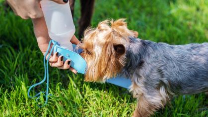 Baixa ingestão de água pode causar problemas renais em pets