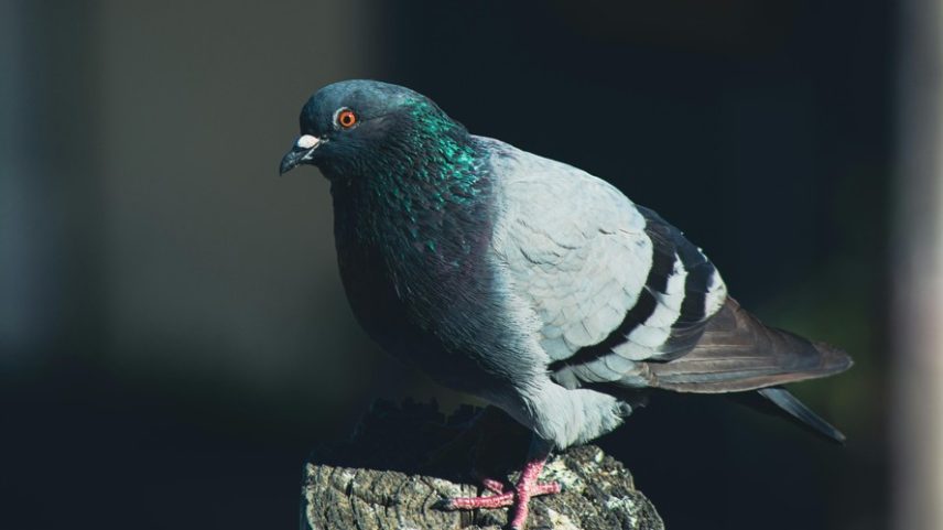 Os pesquisadores acreditam que os pombos da espécie Columba livia já eram semidosmesticados por volta de 1.400 a.C.