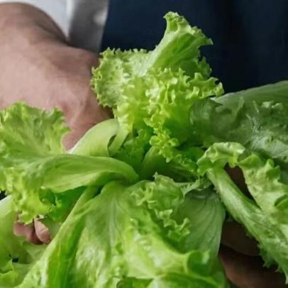 Erros comuns ao comprar, lavar e armazenar alface