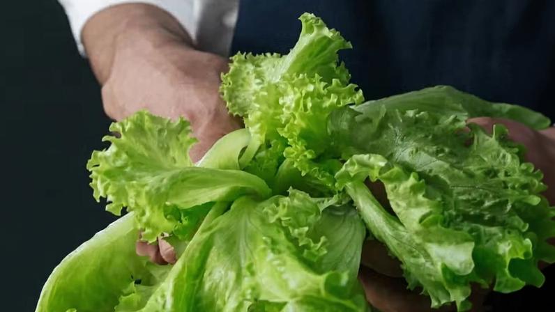 Veja os principais erros ao escolher, higienizar e armazenar alface que podem comprometer o frescor e a segurança do alimento — Foto: Pexels/Ron Lach/Creative Commons
