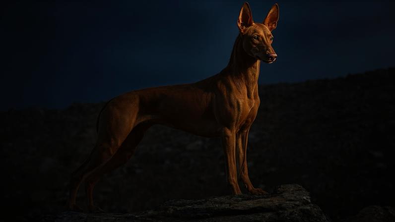 Características físicas e temperamento do pharaoh hound conquistam tutores