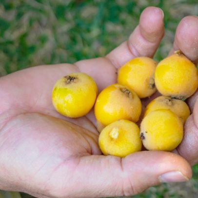 Fruta de quintal volta aos pomares; conheça a espécie e seus benefícios