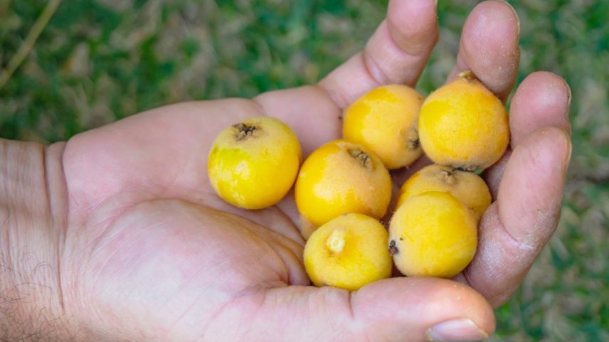 Antiga fruta de quintal volta aos pomares; veja qual é e os benefícios