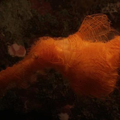 Nova espécie de peixe-fantasma na Austrália recebe nome de personagem do Sesame