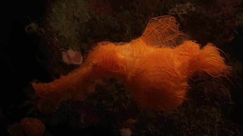 Solenostomus snuffleupagus, in situ, Papua New Guinea, 2003. Photograph by David Harasti via Journal of Fish Biology (CC BY 4.0).