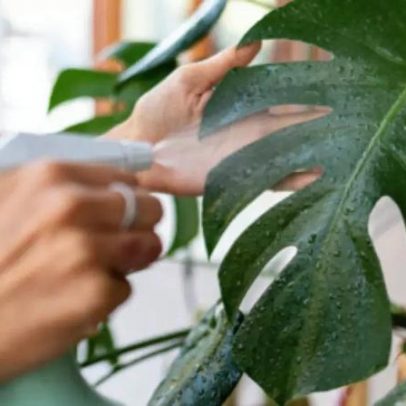 Água com vinagre nas folhas e no quintal: usos e recomendações