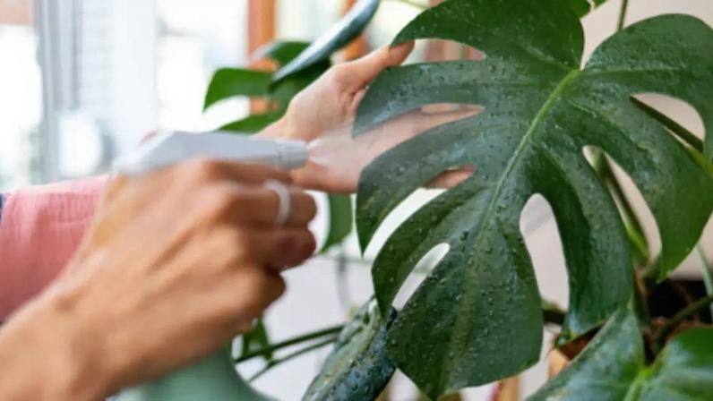 Borrifar vinagre com água na planta deve ser feito com cautela