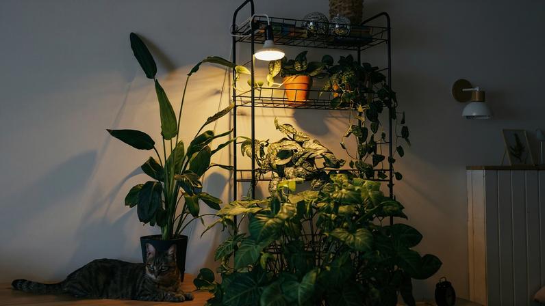 Suporte para plantas/adubo/residuos