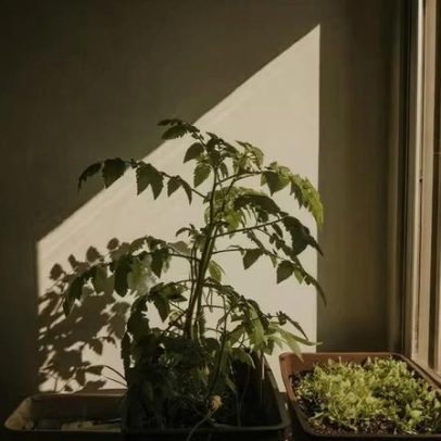 9 plantas comestíveis para usar na cozinha