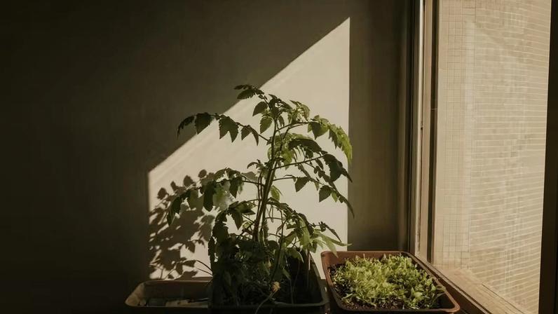 9 plantas que você pode realmente comer (e usar para cozinhar) — Foto: Letícia Alvares/Pexels