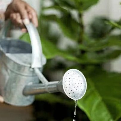 7 plantas que sobrevivem com apenas uma rega por semana