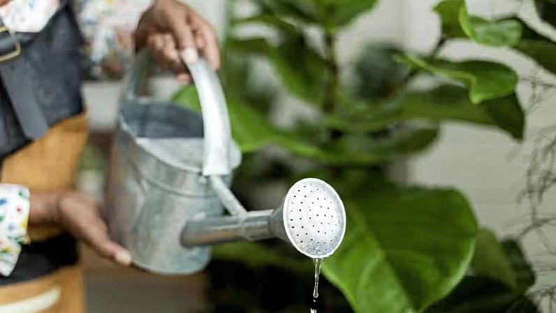 Espécies de plantas como zamioculca e espada-de-são-jorge são ideias para quem deseja um jardim que não dê muito trabalho