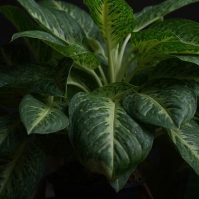 7 plantas que prosperam em locais com pouca luz solar