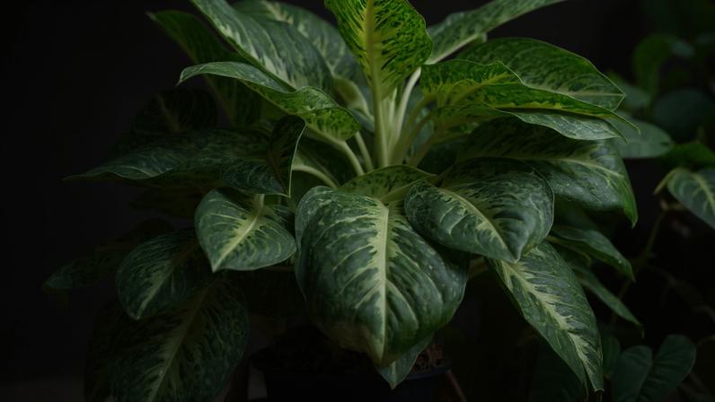 7 plantas que prosperam em locais com pouca luz solar