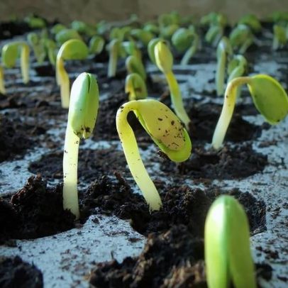 Agropecuária, extrativa mineral e serviços impulsionam PIB no 1º trimestre