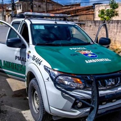 Jacaré em sarjeta e raposa em prédio são resgatados em Maceió