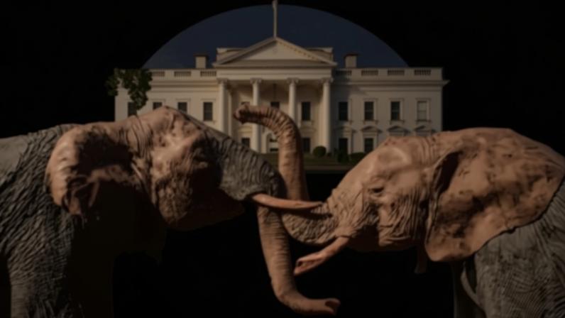 Collage of two elephants fighting in front of the White House