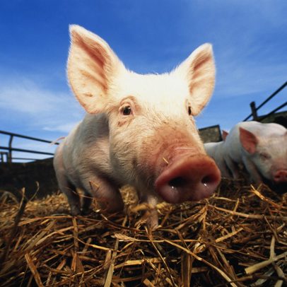 Fazenda na China transforma dejetos animais em energia limpa