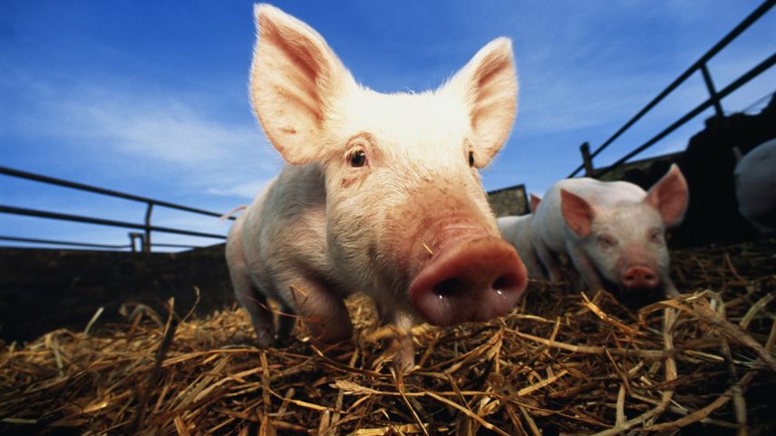 Foto em close-up de porco em curral ao ar livre. Metrópoles