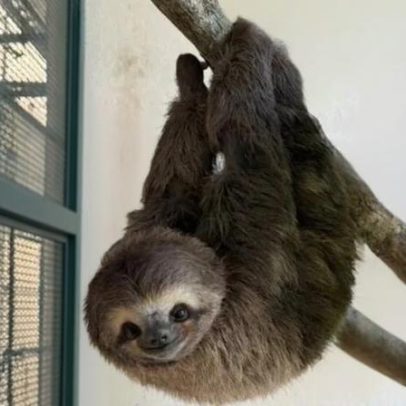 Bicho-preguiça volta à natureza após 60 dias de reabilitação em SP