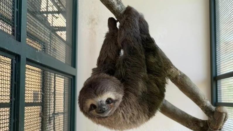 Animal chegou ao centro em fevereiro de 2026