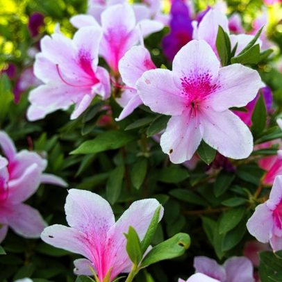 Como preparar o jardim para o inverno