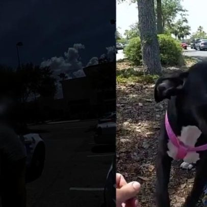 Mulher é presa por maus-tratos após deixar cachorro em carro a 43°C