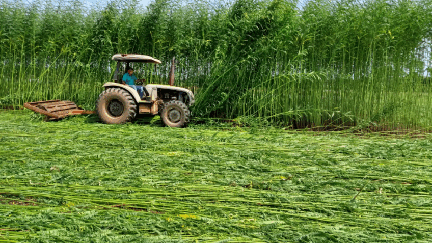 Desafio central é investir em ações de pesquisa, desenvolvimento e inovação para transformar biomassa e resíduos agroindustriais em energia