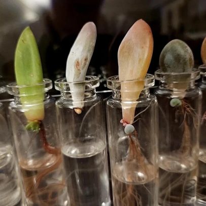 Cinco plantas podem ser cultivadas na água a partir de uma única folha
