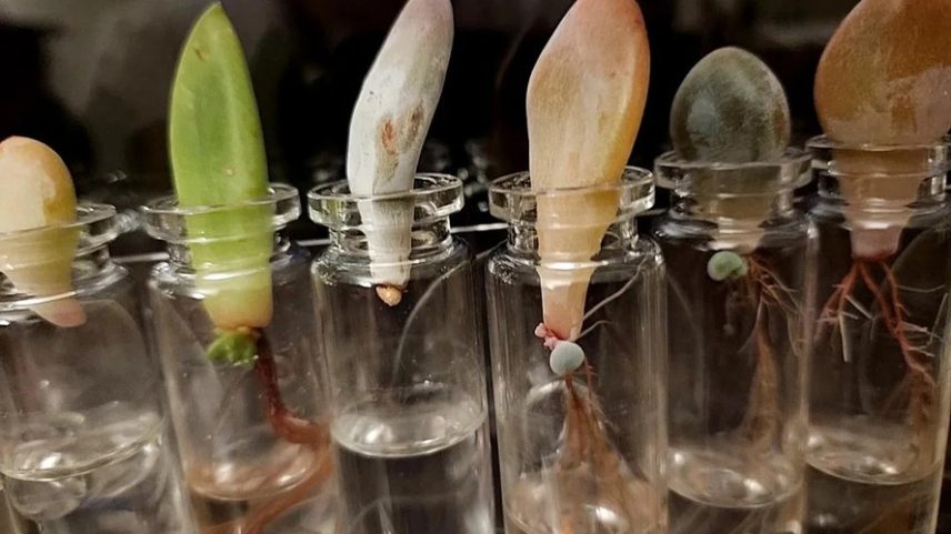 Certas espécies possuem células meristemáticas na base da folha que, em contato com a água, regeneram raízes e brotos, dando origem a uma planta completa