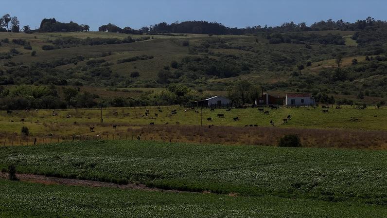 Paisagem rural no interior do Rio Grande do Sul, com morros, pastagens e uma casa; gado pastando ao ar livre