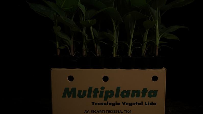 Paisagem agrícola da região com cultivo de banana, uma das atividades econômicas do Norte de Minas. Crédito: Livraria EPAMIG.