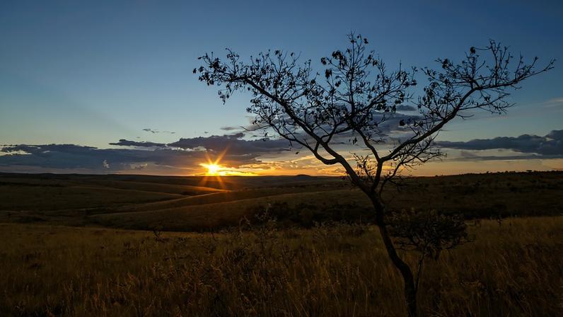 Paisagem do Cerrado ao entardecer, com árvores retorcidas e céu em tons quentes. Crédito: Petrobras.