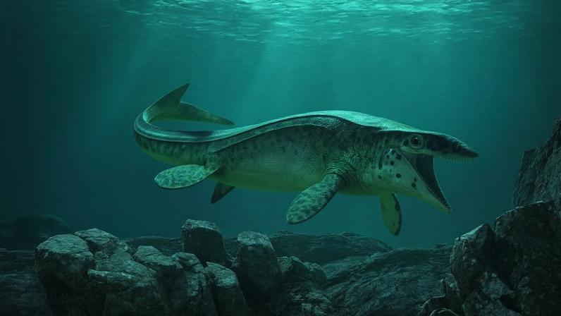 O Tylosaurus rex era muito mais agressivo que outras espécies (Kendra Snyder/American Museum of Natural History/Divulgação)