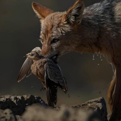 Raposas se reúnem em área natural sob monitoramento de pesquisadores